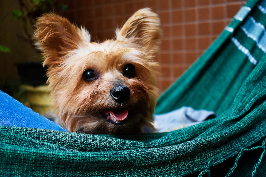 Büyümeyen Köpek Cinsleri, Küçük Köpek Cinsleri