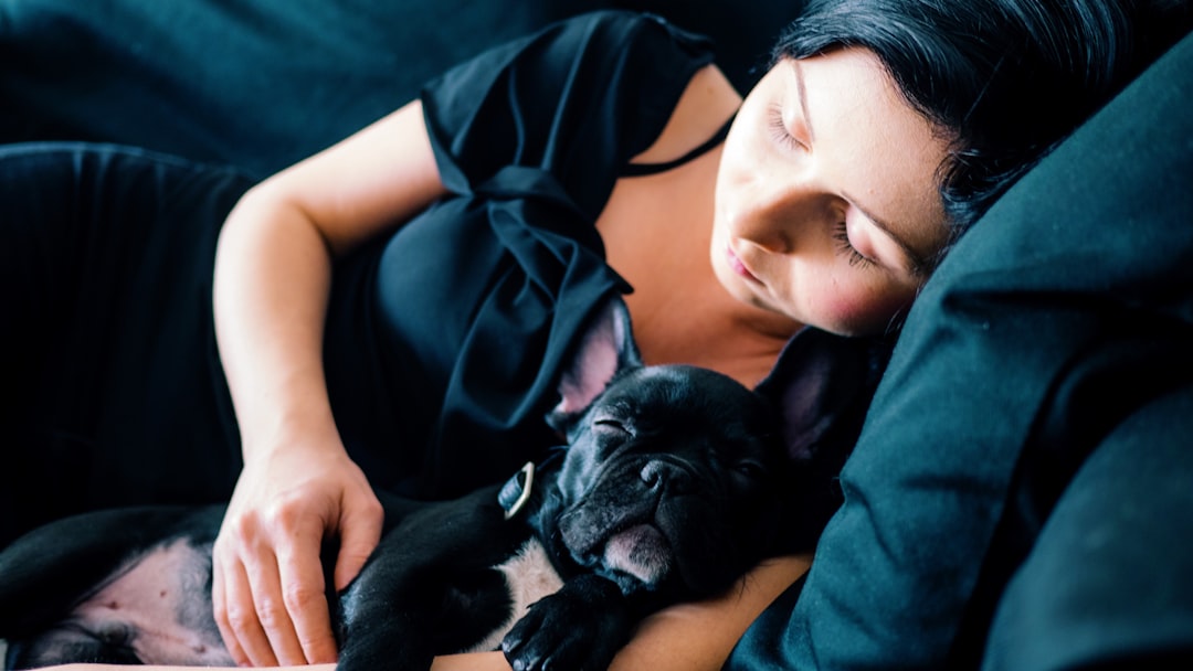 Cane Corso Köpek Cinsi Nedir Irkı Nedir?