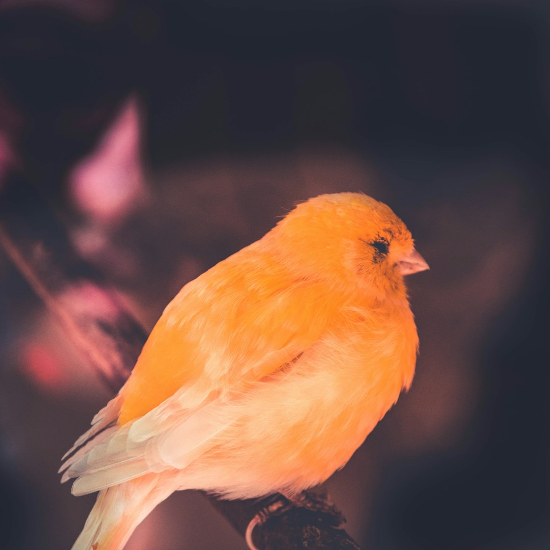 Dişi Muhabbet Kuşu Konuşur mu? Dişi Muhabbet Kuşu Nasıl Konuşur?