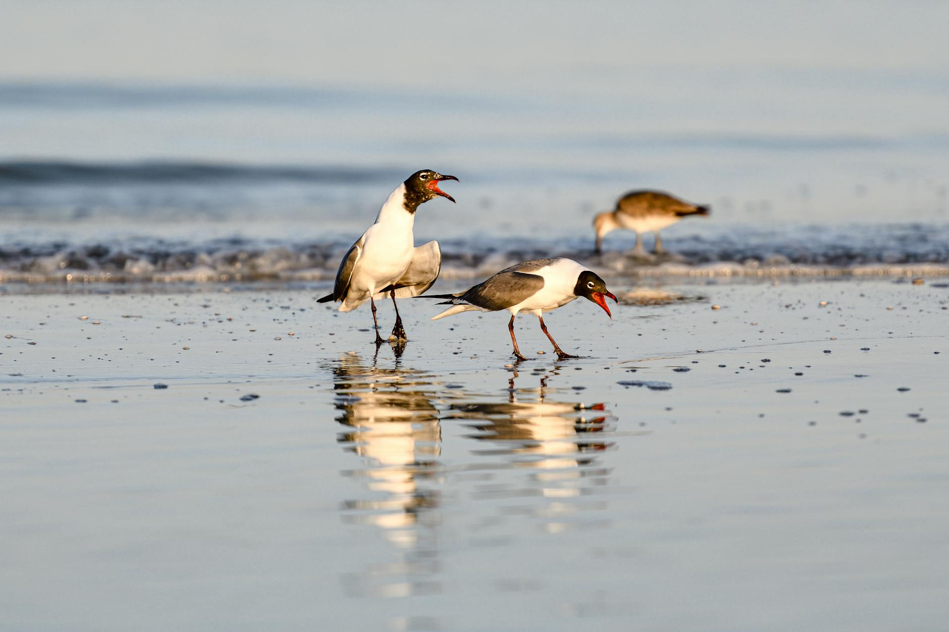 En Popüler Akvaryum Balığı Türleri 2024: Bakımı Kolay ve Görsel Şıklığıyla Bilinen Balık Türleri