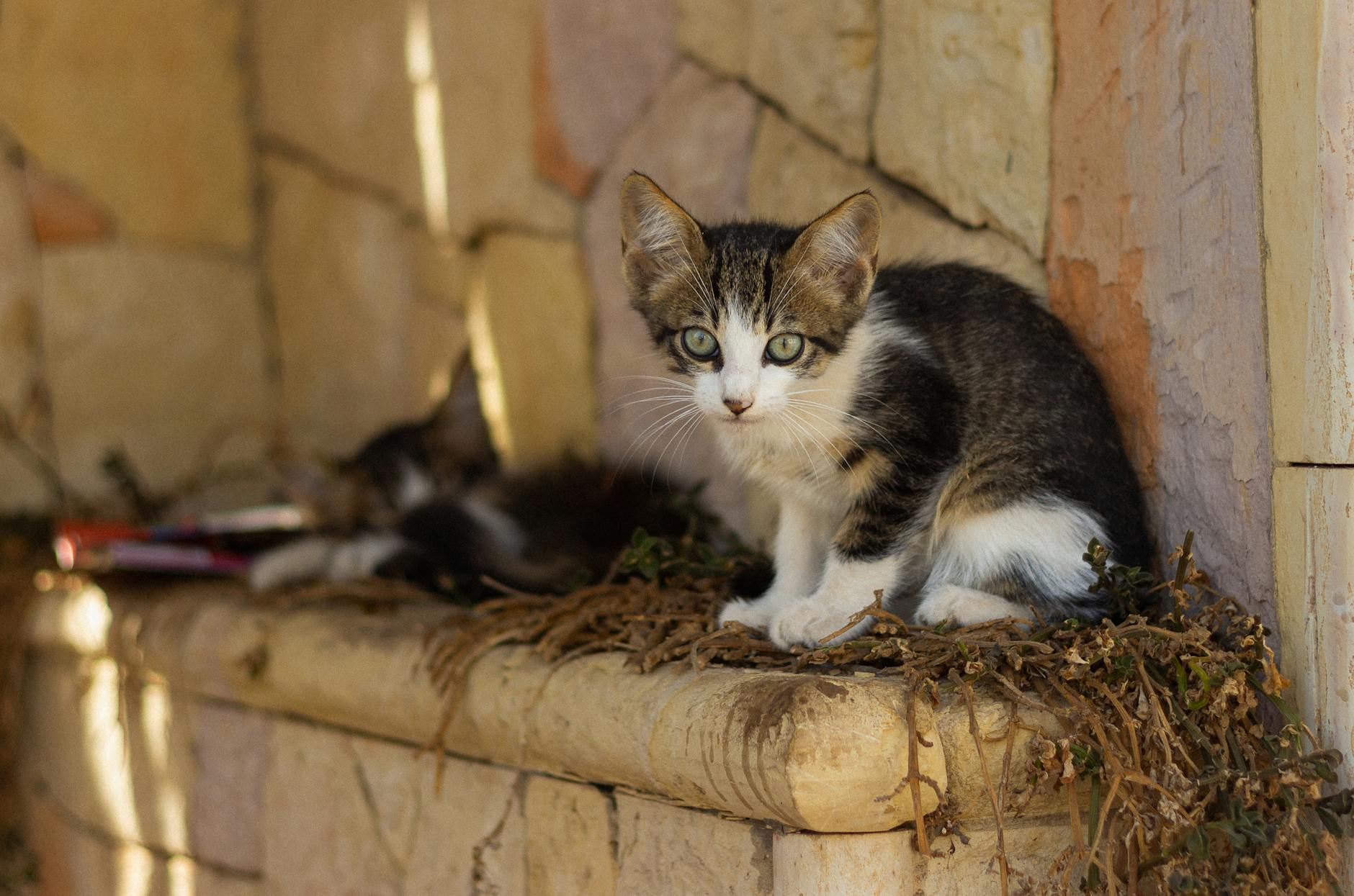 Kedinin Kendini Çok Yalaması Neden Kaynaklanır?
