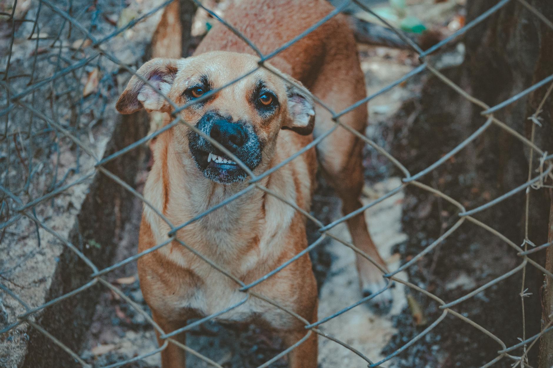Köpek Irklarının Çeşitliliği Nedir?Hangi Köpek Irkları Vardır?