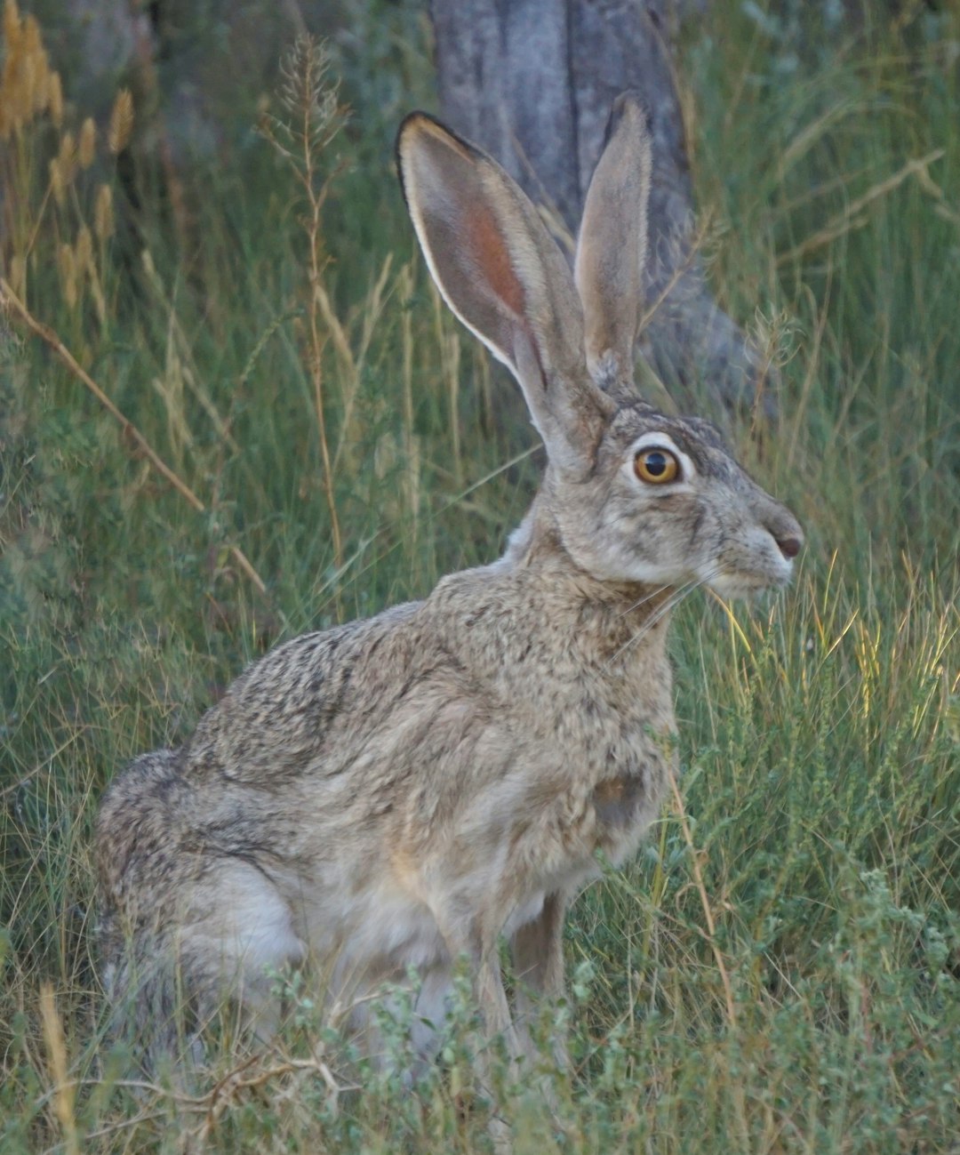 Tavşanlar İçin Dengeli Diyet Planı: Protein, Lif ve Vitaminler Tavşanlar İçin Dengeli Diyet Planı: Protein, Lif ve Vitaminler