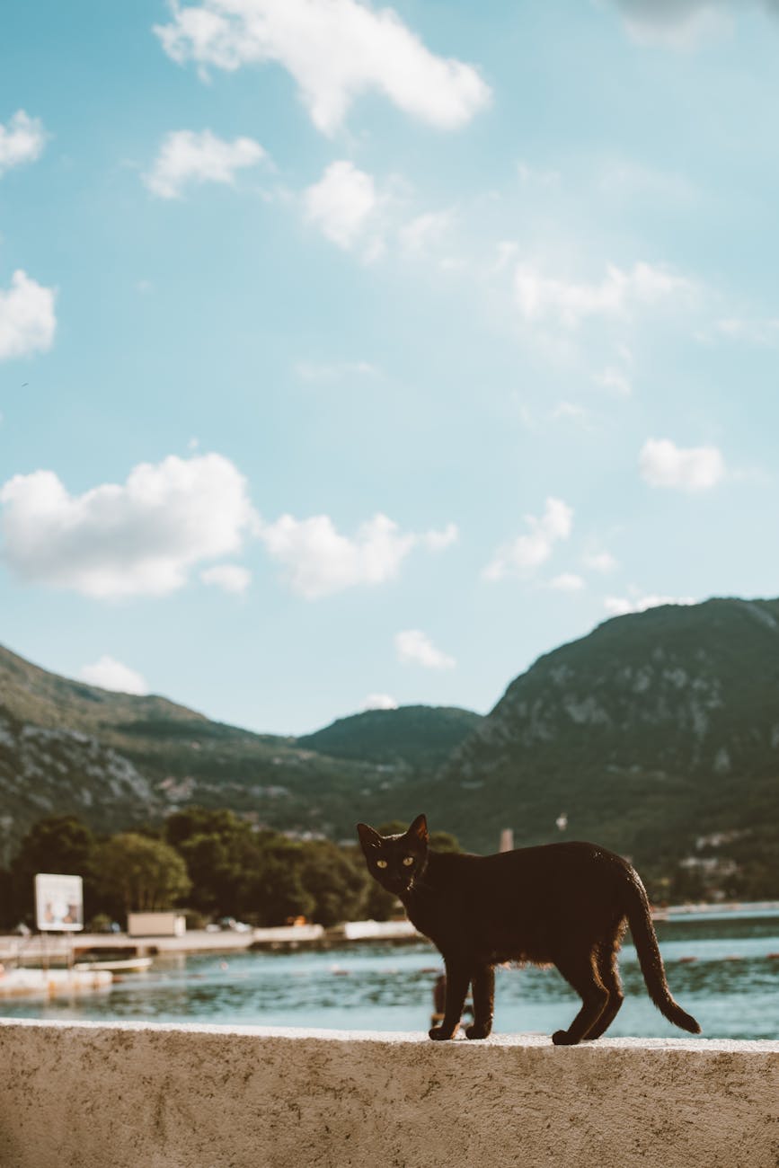 Akvaryum Balığı Taşıma ve Nakliyesi: Yeni Bir Ortama Uyum Sağlamak İçin Dikkat Edilmesi Gerekenler Akvaryum Balığı Taşıma ve Nakliyesi: Yeni Bir Ortama Uyum Sağlamak İçin Dikkat Edilmesi Gerekenler