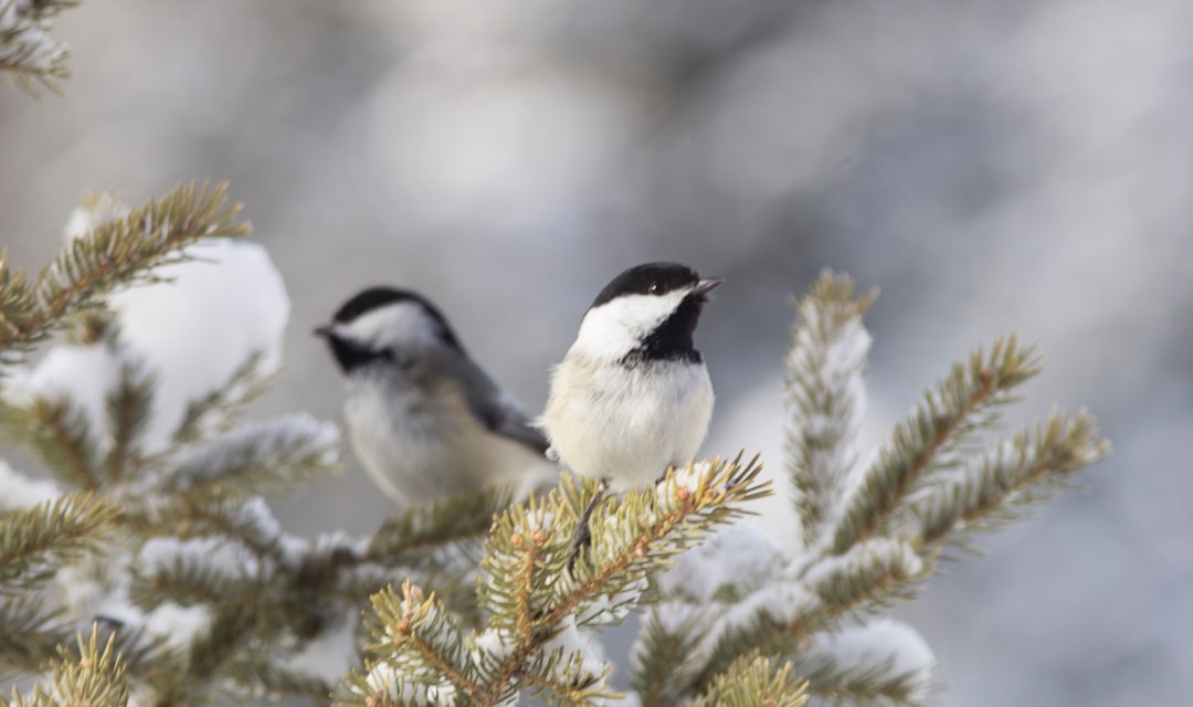El Yapımı Kuş Yemi, Evde Nasıl Kuş Yemi Yapılır?