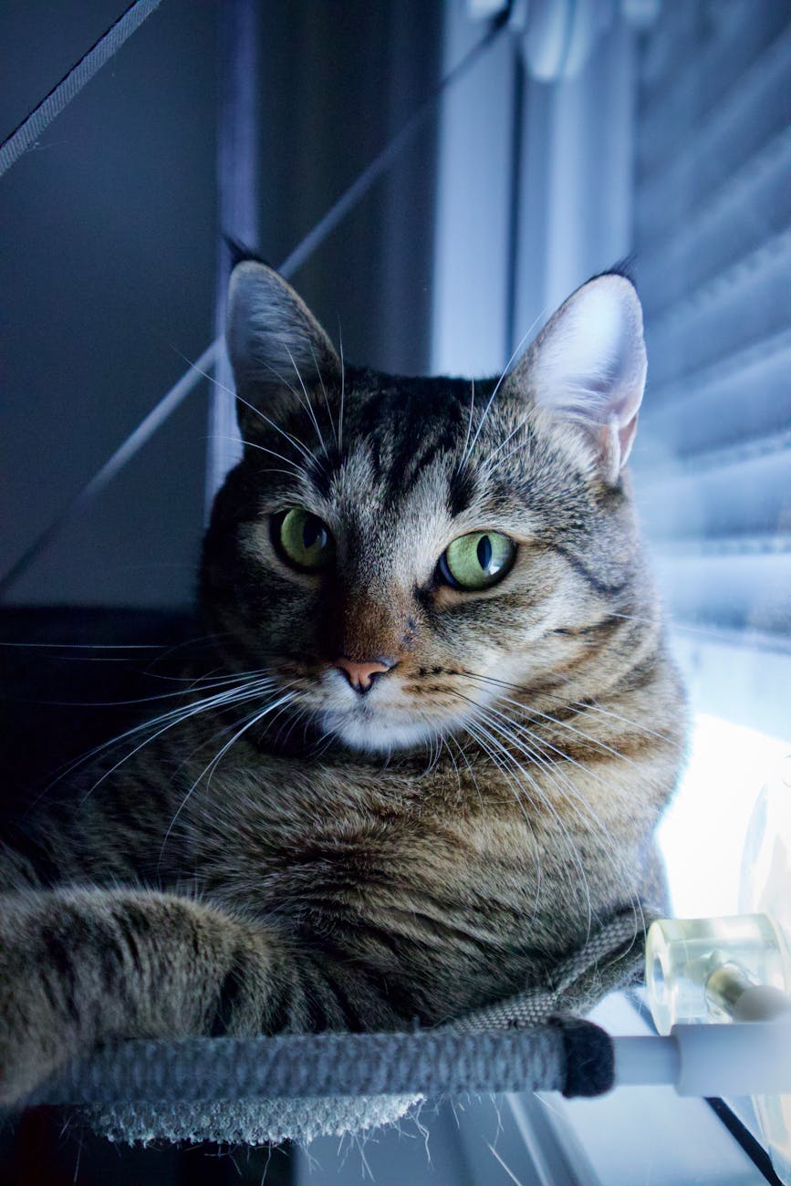 Evcil Uzun Tüylü Kedi Nedir? Evcil Uzun Tüylü Kedilerin Özellikleri Nelerdir?