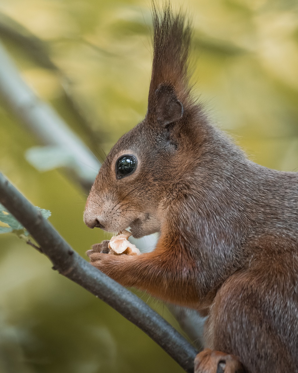 Hamsterlar Evcilleştirilir Mi? Minik Ev Arkadaşınız Hamsterlar