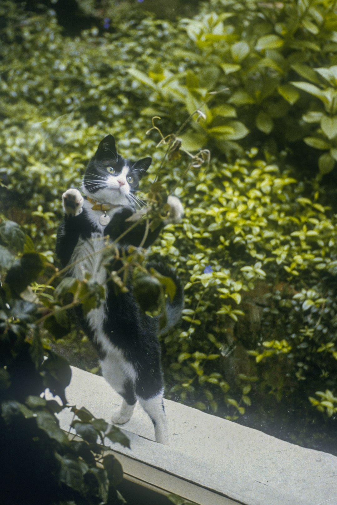 Kediler Dünyanın En Sevimli Canlılarıdır.