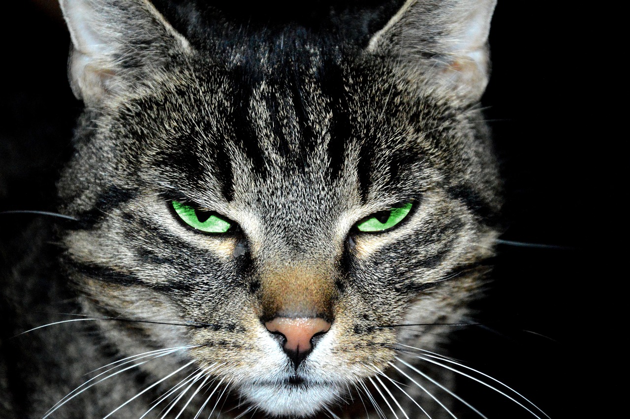 Kediler neden çok uyur? Kediler neden çok uyur?