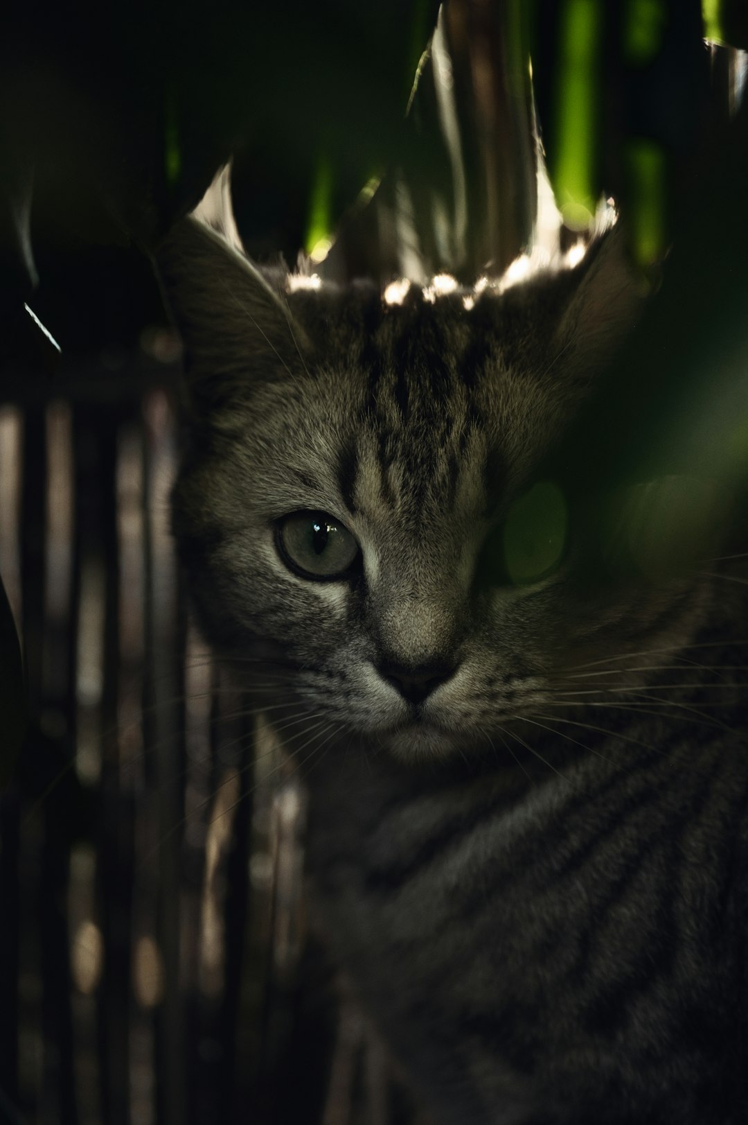 Kedilerin En favori Oyuncakları: Evcil arkadaşınızı sevindirmenin yolları Kedilerin En favori Oyuncakları: Evcil arkadaşınızı sevindirmenin yolları