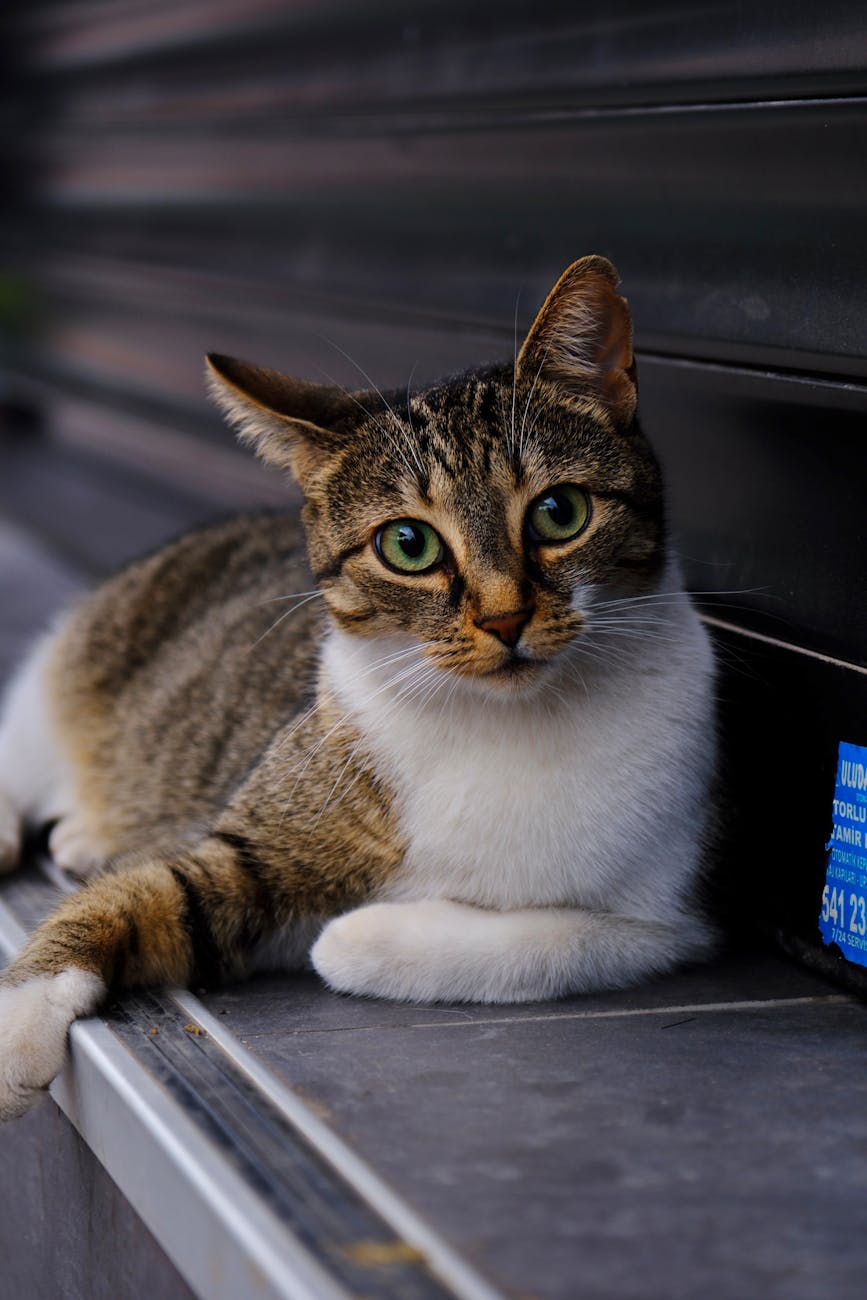 Kedilerin neden bıyıkları vardır? Kedilerin neden bıyıkları vardır?