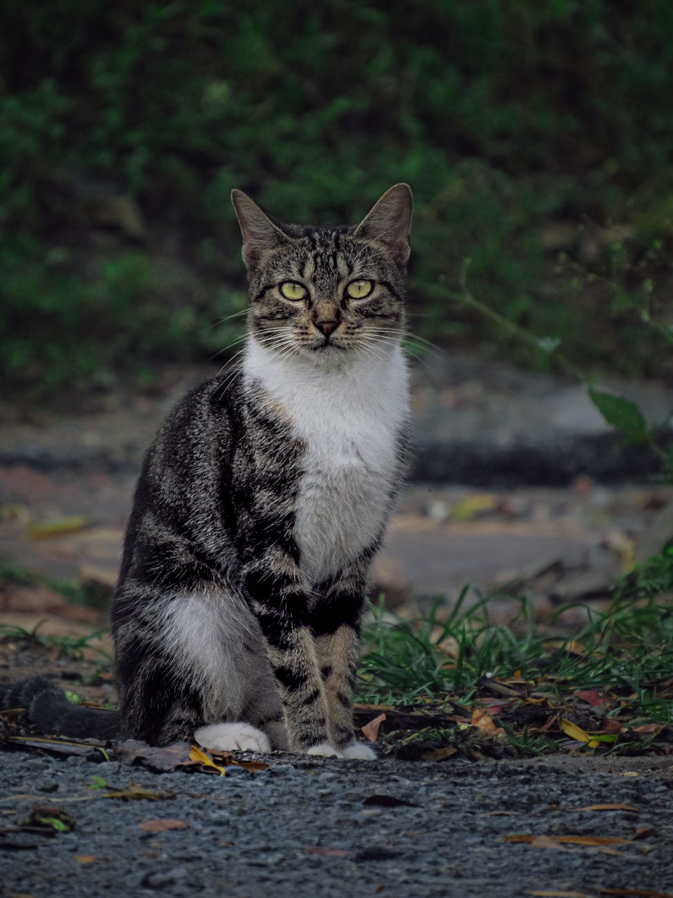 Kedinin Kendini Çok Yalaması Neden Kaynaklanır?