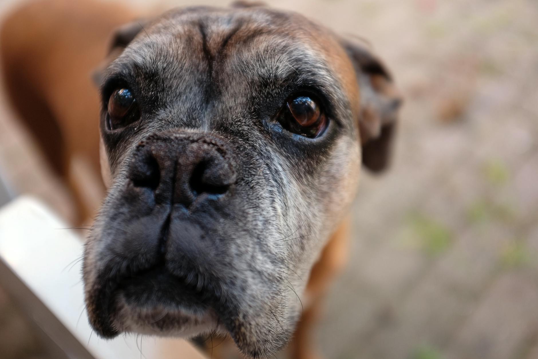 Köpek Irklarının Çeşitliliği Nedir?Hangi Köpek Irkları Vardır?