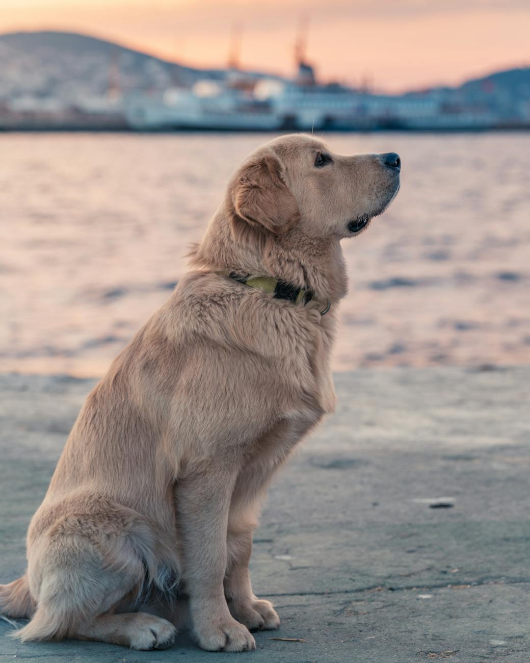 Köpek Irklarının Çeşitliliği Nedir?Hangi Köpek Irkları Vardır?