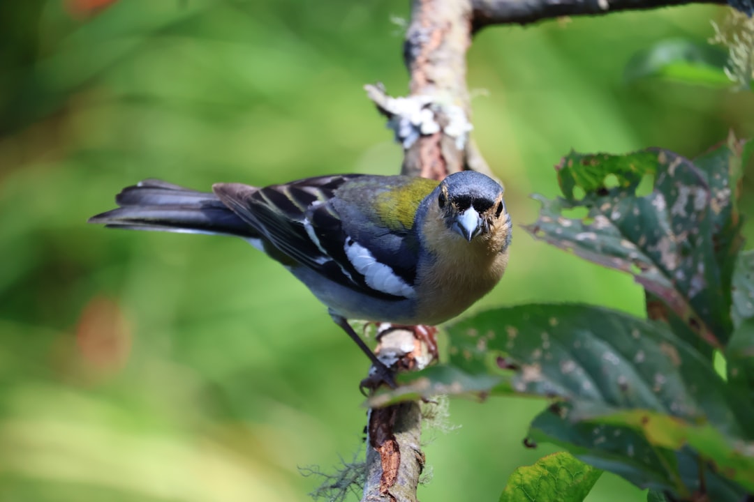 Lutino Muhabbet Kuşu Özellikleri Nelerdir?Lutino Muhabbet Kuşu Konuşur Mu?