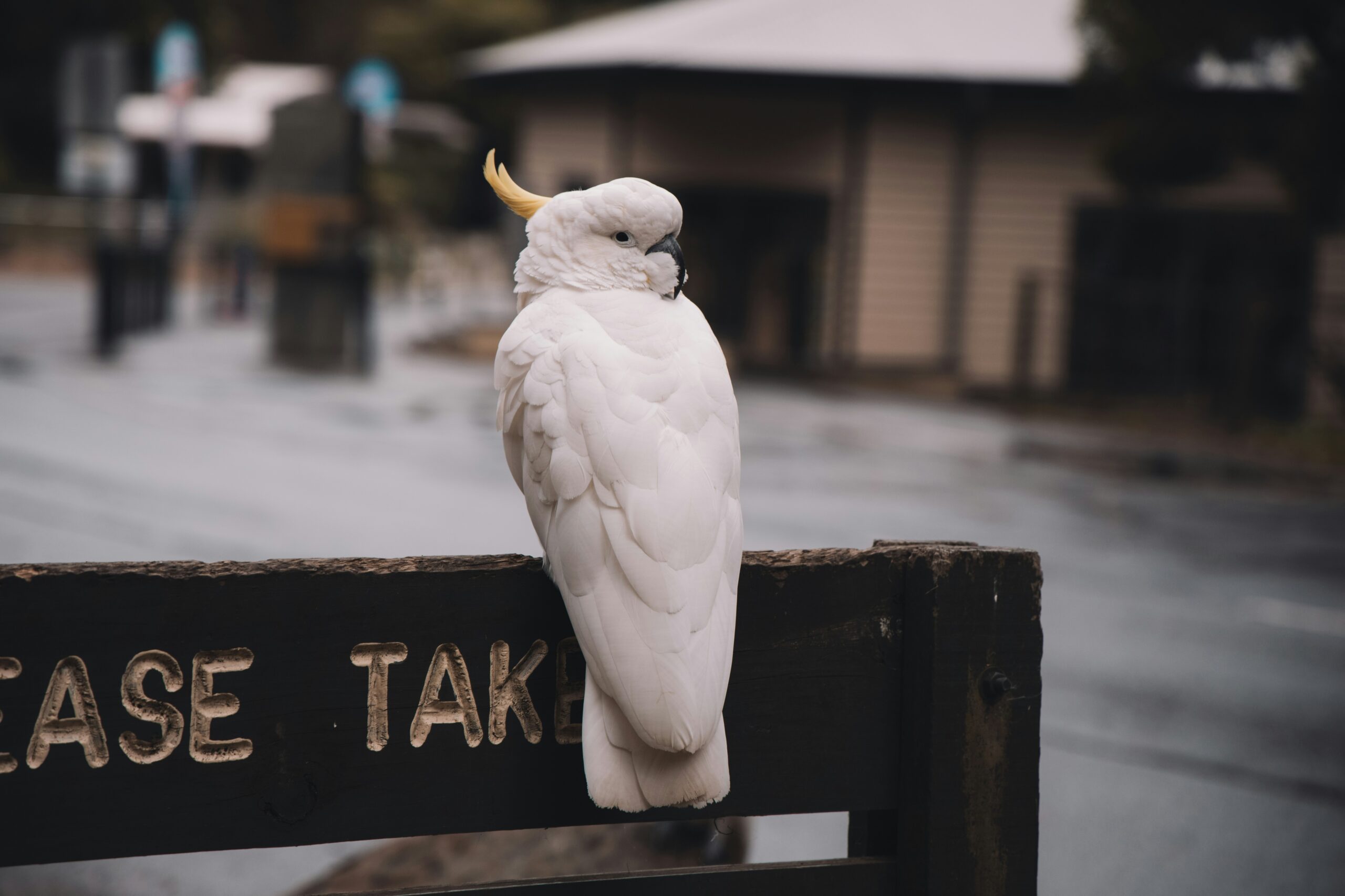 Muhabbet Kuşu Konuşma Eğitimi: İlk Kelimeleri Öğretme