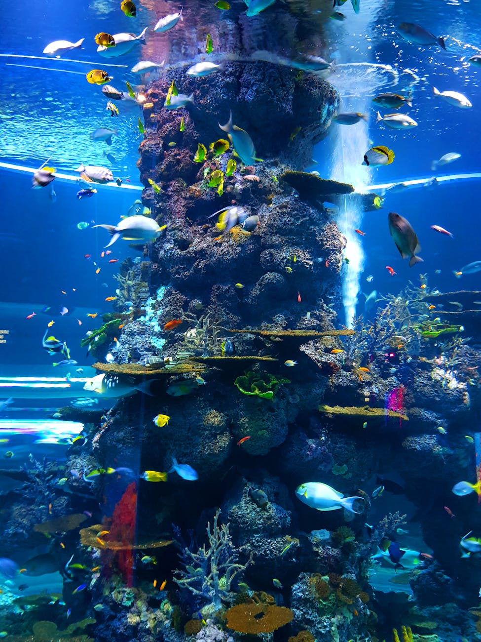 Peçeli Kuyruk Nedir Ve Özellikleri Nelerdir? Peçeli Kuyruk Nedir Ve Özellikleri Nelerdir?