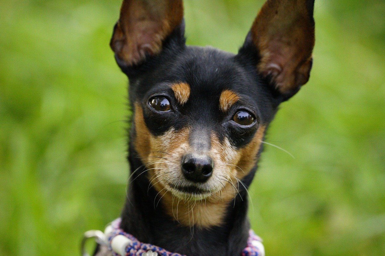 Toy Poodle: Küçük Boyutlu ve Sevimli Bir Evcil Köpek