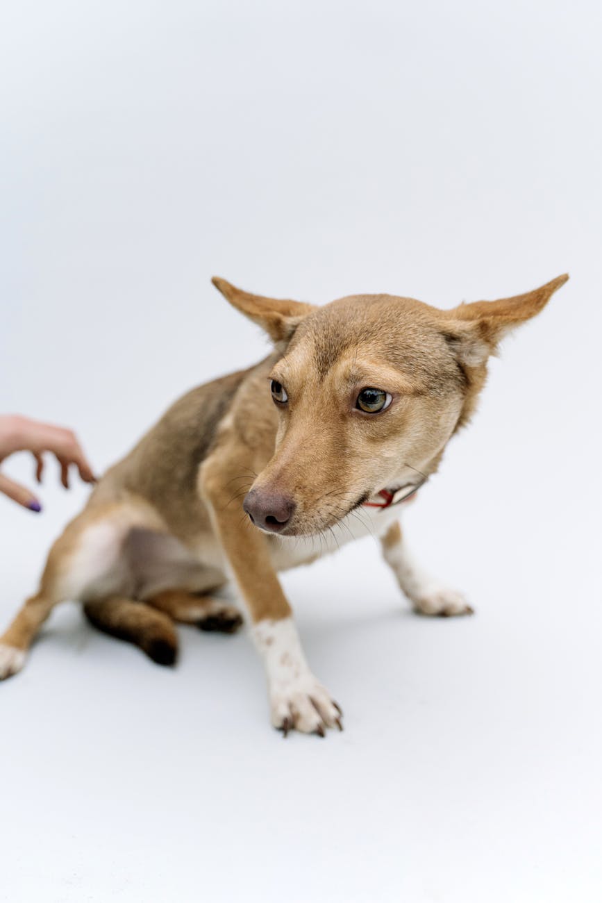 Yavru Köpeğe Tuvalet Eğitimi: Adımlar ve İpuçları Yavru Köpeğe Tuvalet Eğitimi: Adımlar ve İpuçları