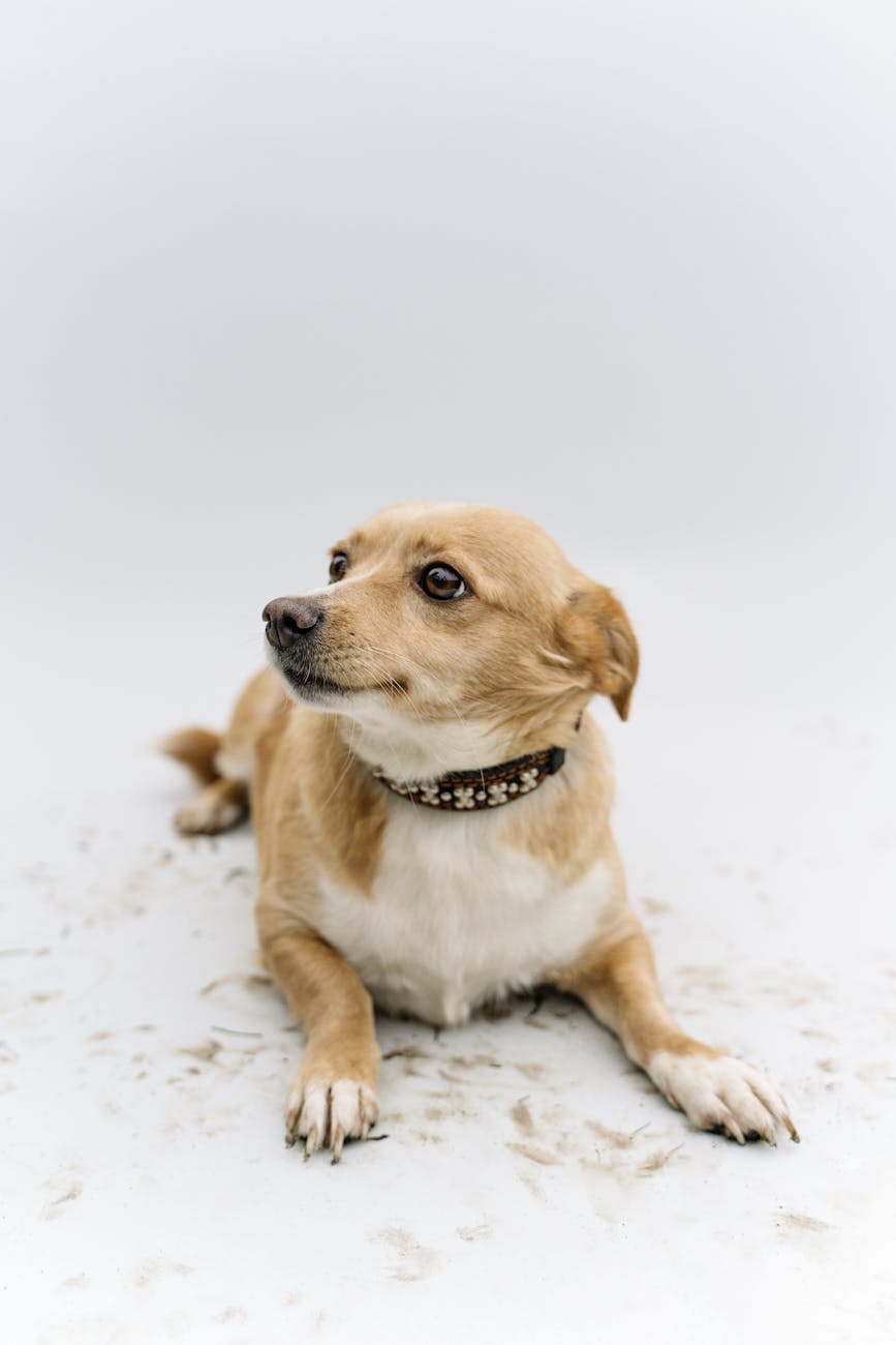 Yavru Köpeğe Tuvalet Eğitimi: Adımlar ve İpuçları Yavru Köpeğe Tuvalet Eğitimi: Adımlar ve İpuçları