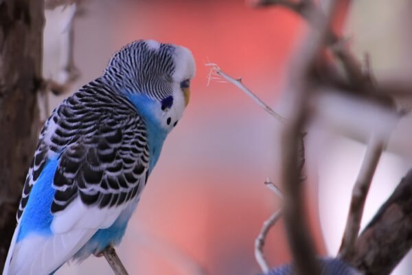 Babacık Diyen Muhabbet Kuşları: Konuşma Eğitimi İçin Tüyolar