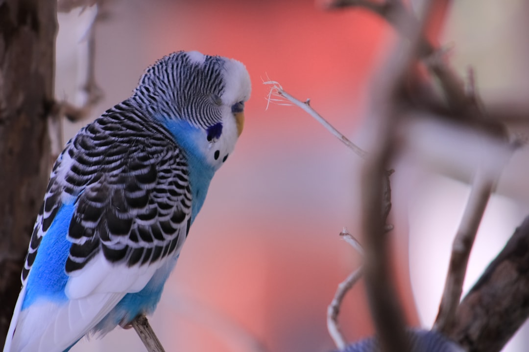 Babacık Diyen Muhabbet Kuşları: Konuşma Eğitimi İçin Tüyolar
