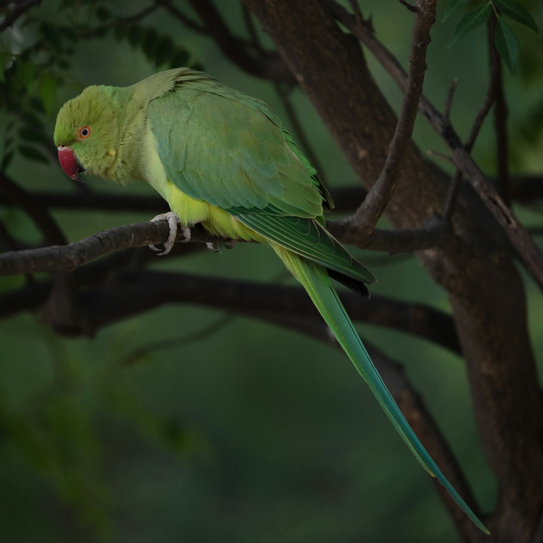 en değerli muhabbet kuşu cinsi en değerli muhabbet kuşu cinsi