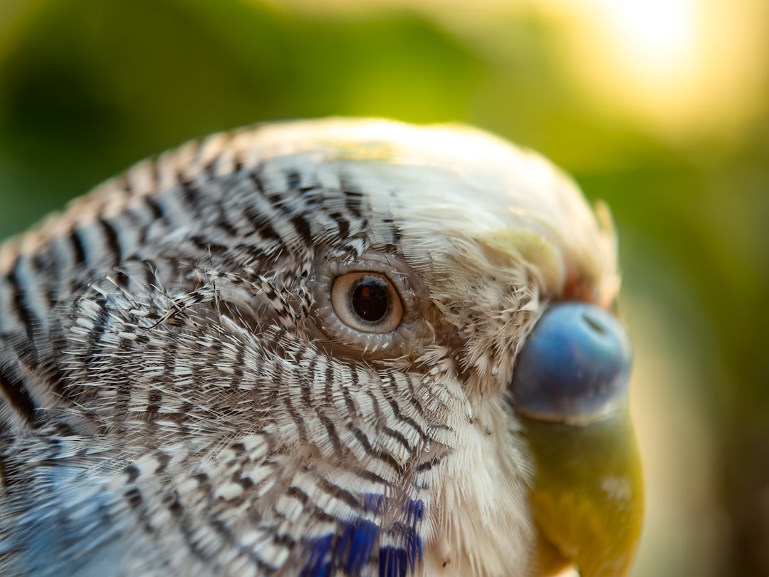 erkek muhabbet kuşu yumurtlar mı