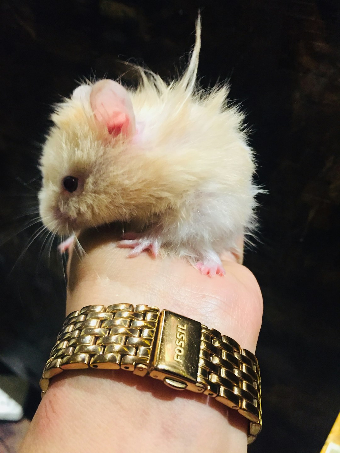 hamster cinsleri