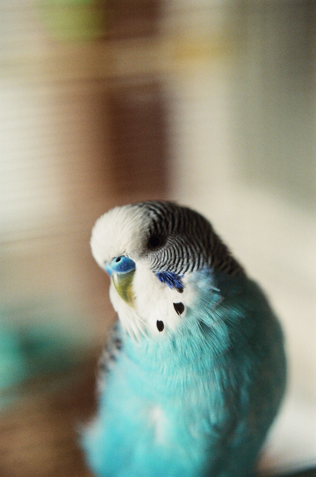 insan gibi konuşan muhabbet kuşu insan gibi konuşan muhabbet kuşu