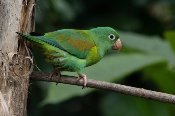 İnsan Gibi Konuşan Muhabbet Kuşları: Eğlenceli Eğitim Yöntemleri