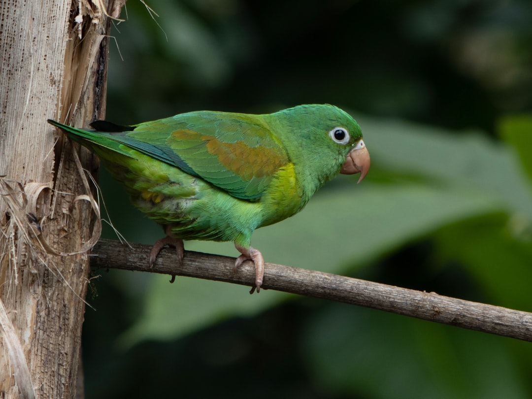 İnsan Gibi Konuşan Muhabbet Kuşları: Eğlenceli Eğitim Yöntemleri