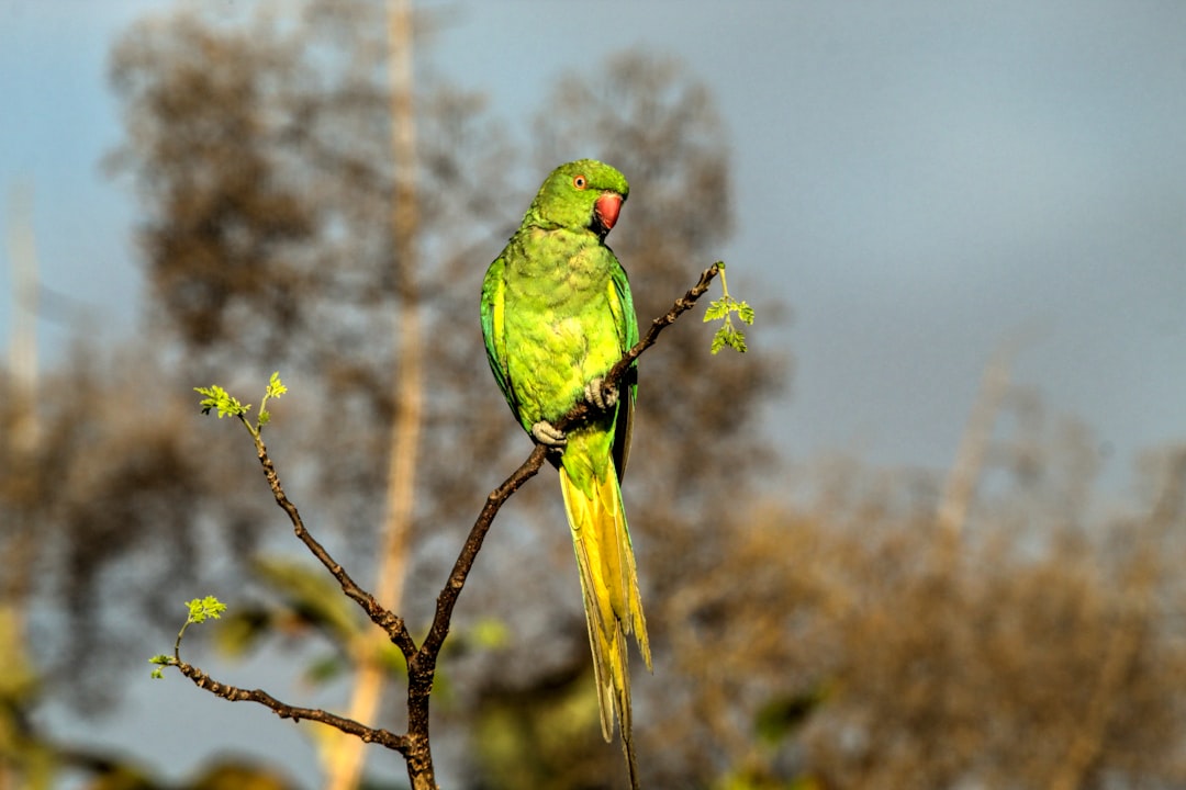 muhabbet kuşu gagası nasıl kesilir