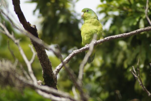 Muhabbet Kuşu Gagası Nasıl Kesilir? Güvenli Yöntemler