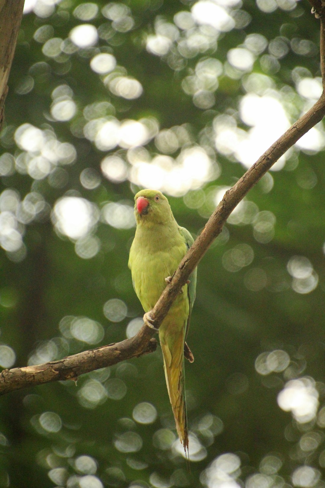 muhabbet kuşu kaç gün aç kalabilir