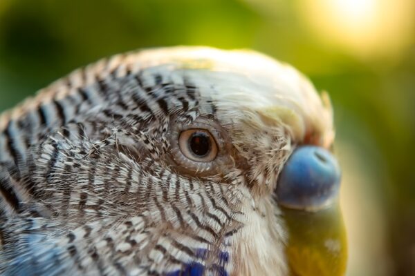 Muhabbet Kuşu Kaç Gün Aç Kalabilir? Beslenme ve İpuçları