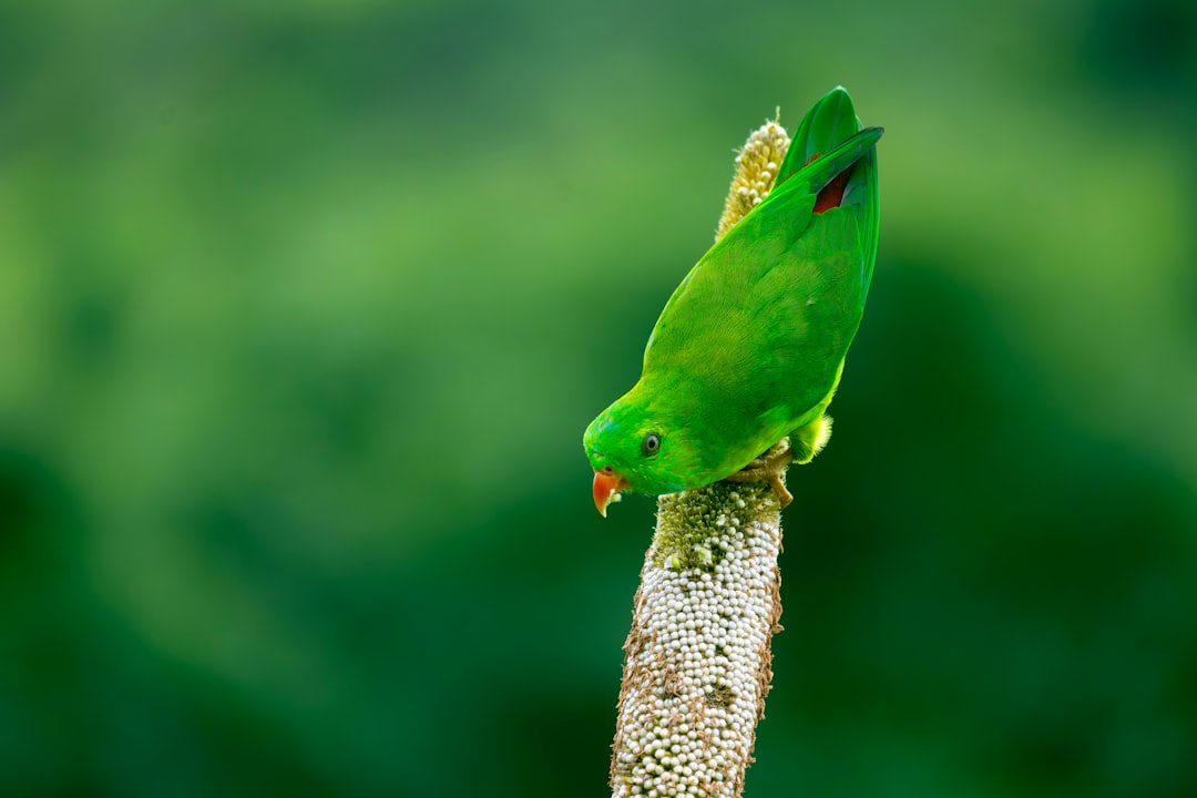 muhabbet kuşu kanat titremesi muhabbet kuşu kanat titremesi
