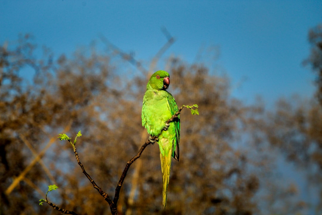 puck muhabbet kuşu puck muhabbet kuşu