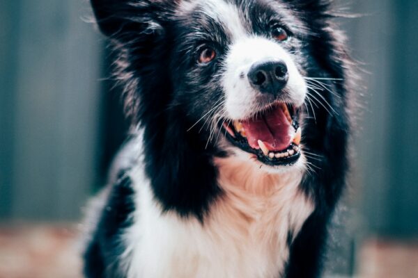 Beyaz Köpek Cinsleri: Özellikleri ve Davranışlarıyla Tanışın