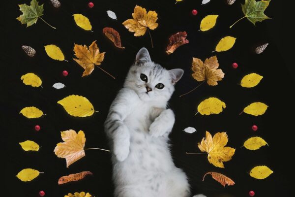 Büyük Kedi Cinsleri: En Popüler ve Sevimli Büyük Kedi Türleri