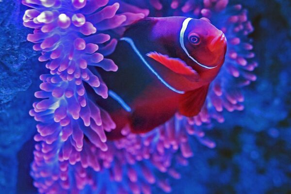 Cüce Vatoz Beslemenin Püf Noktaları