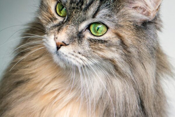 Dinimizde Kedi İsimleri: İslami Anlam Taşıyan Seçenekler