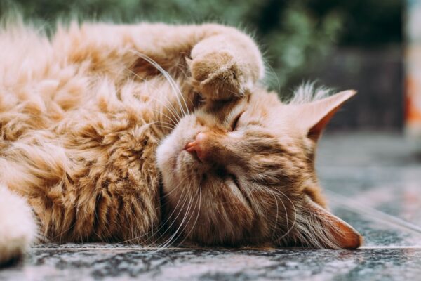 Egzantrik Kedi İsimleri: Farklı ve İlginç İsimler için Yaratıcı Öneriler