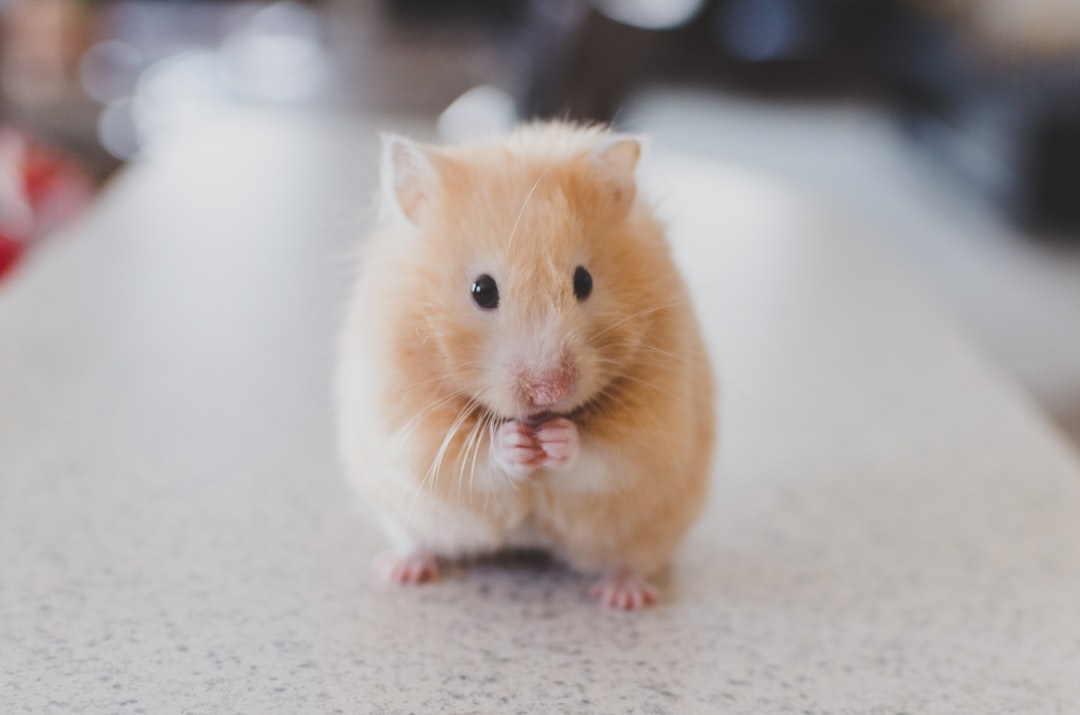 Hamster Kaç Yıl Yaşar? Hayat Döngüsü ve Bakımı