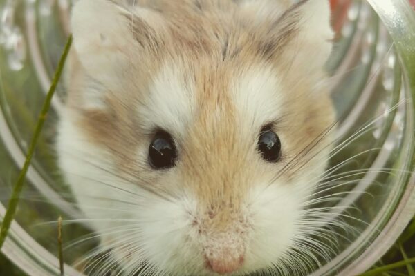 Hamster Sağlığı için Önemli Kontroller