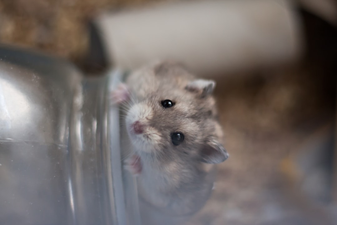 Hamsterlar İçin En Sağlıklı Besin Seçenekleri