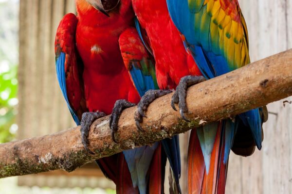 Kahküllü Muhabbet Kuşu: Tarzı ile Fark Yaratıyor