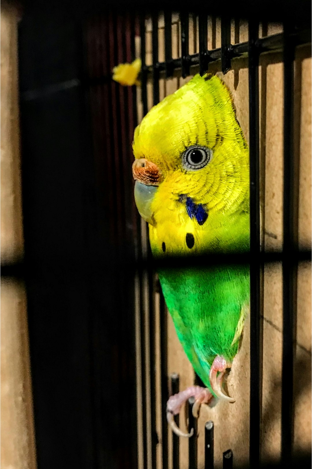 macaw papağanı