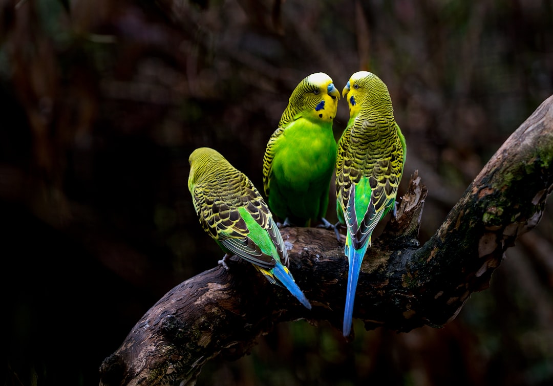 macaw papağanı