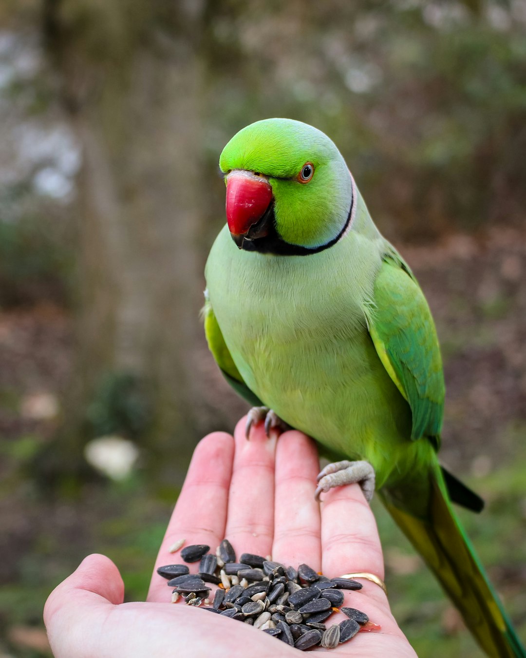 macaw papağanı